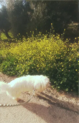 كلب مالتيز ذكر لعوب وبسمع الكلام