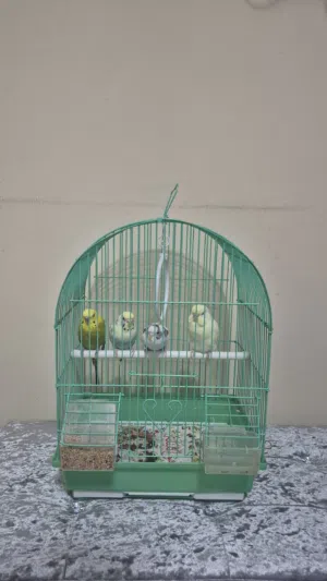 tow pairs of parrots