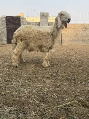 كبش اصلي نجدي