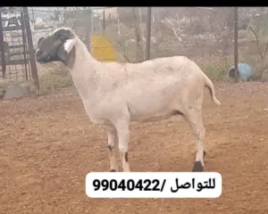 جاعده كشميريه الحجم الكبير ضخم