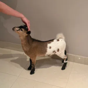 ماعز قزم لي البيع