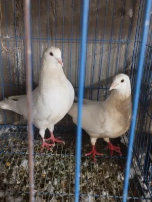 حمام مشكل للبيع