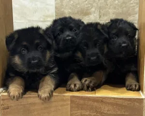 German shepherd puppies top quality يراوه جيرمن شيبرد مستوى عالي