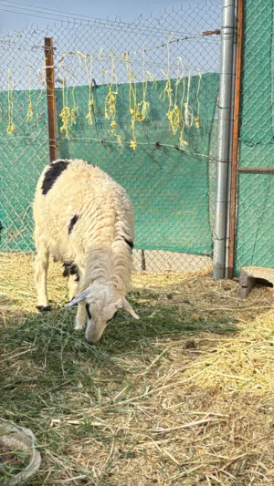 كبش محلي فوول سمنه