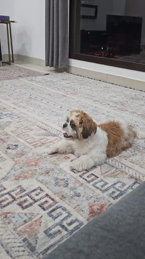 Dog shezooo