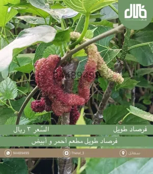 شتلات فرصاد