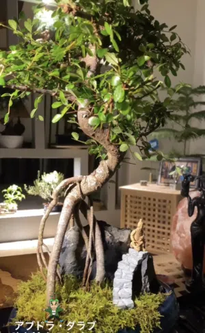 شجرة بونساي من نوع زلكوفا /Zelkova bonsai tree, 7 years old,