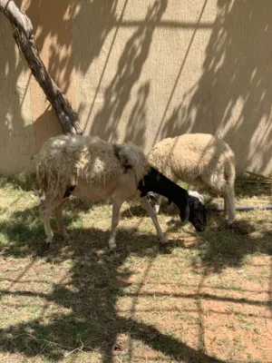 نعجه والده اقرا الوصف