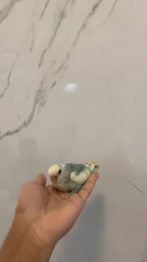 فرخ روز للبيع