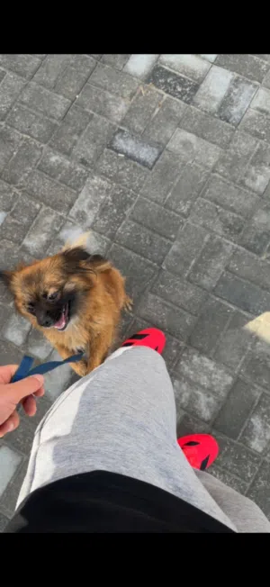 بيعه سريعه كلب نثيه ريشية  لعوبه وجميله جداً