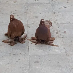 حمام للبيع