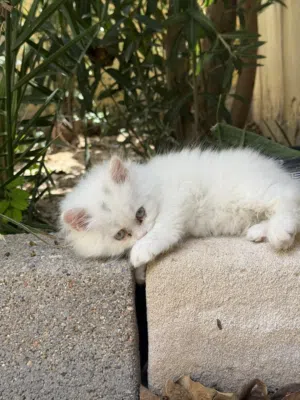 شيرازي للبيع عمرها شهرين