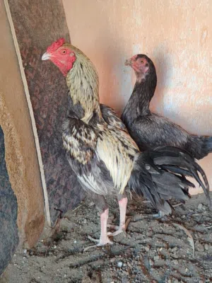 دجاج اكستاني سندي العدد 2 دياكه العمر سنه الحاله جيده