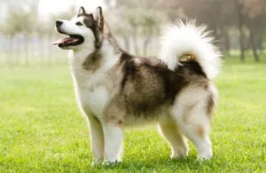 We have a beautiful, purebred Alaskan Malamute puppy available for sale. He is 9 months old, health
