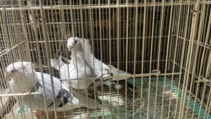 حمام زينه انواع مختلفه للبيع او البدل