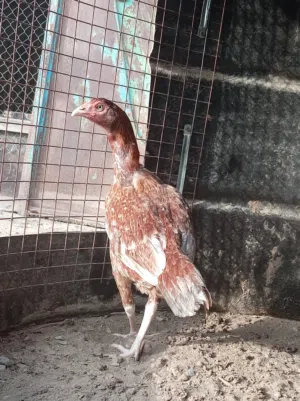 للبيع دجاجه سندي بنجابي نسل قوي