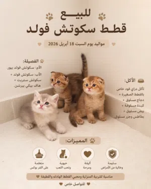 قطط كيوت تبحث عن بيت حنون