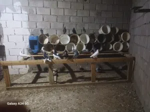 براكة حمام اغلب زاجل