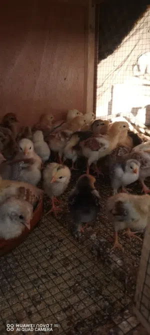 صيصان فرنسي احمر البيور عمر 3 اسابيع