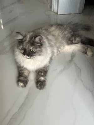 للبيع العاجل قطة مع ملحقاتها