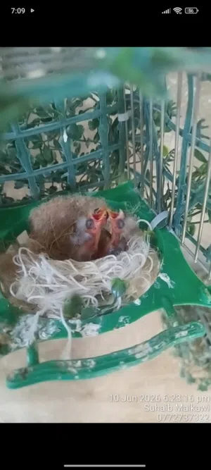 للبيع 3 فراخ حسون حبهات عريش