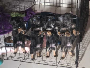 CHIHUAHUA PUPPIES