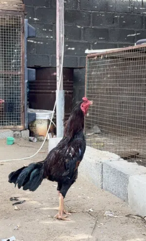 للبيع ديك باكستاني