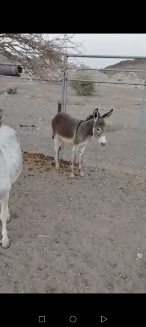 للبيع جحش او بدل ب حماره تواصل معي واتساب