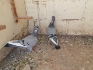 فراخ بلق لون ازرق