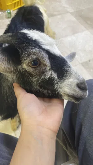 تيس صغير للبيع
