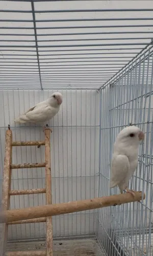 للبيت زوج روز البينو صافي عيون حمر