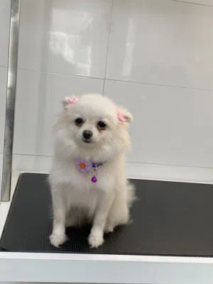 Pomeranian female very well trained potty