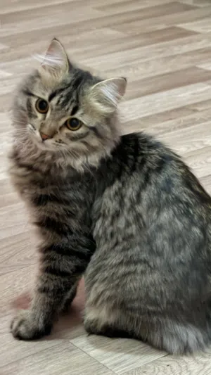 قط (6 اشهر) للبيع، هادئ جدا و لطيف 6 month old kitten for sale