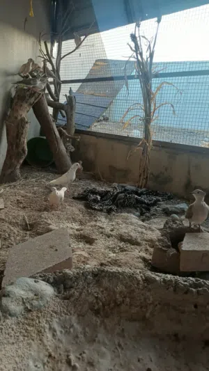 للبيع محميه طيور أقرى الوصف اول شي