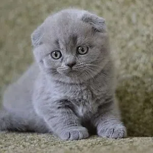 قطه شكوتش فولد بيور للبيع