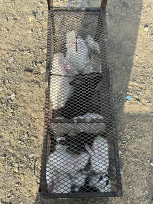 ذكور ارانب للبيع