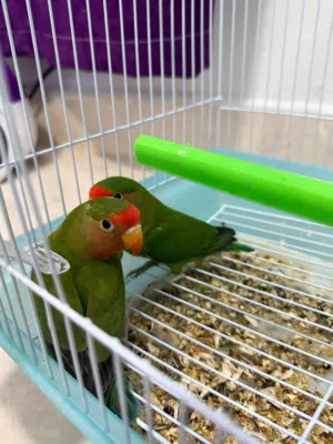 Parrot for sale