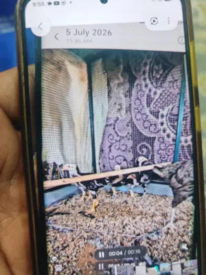 صيصان باكستاني للبيع Pakistani Aseels chicks for sell