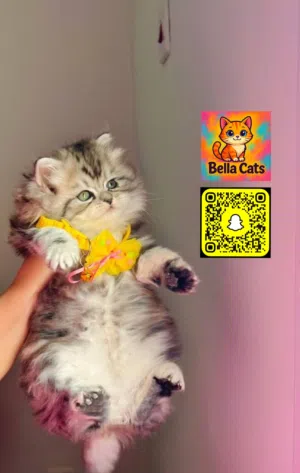 شيرازي سانشيلا مون فيس بيور وبره كثيفه أطراف قصيره العمر 50يوم