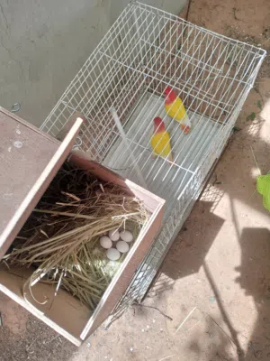 كوبيات الله يبارك مشاء الله