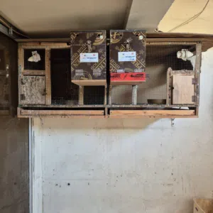 Birds House 2 sets
