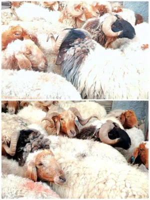 خرفان. وانعاج