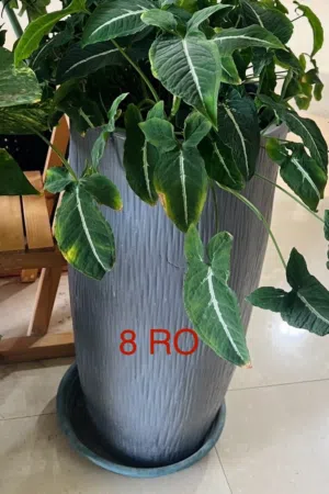 Flower pot ( وعاء الزهور)