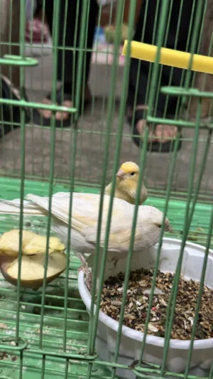 نثايه كناري البيع