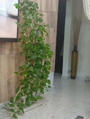 ادوات زينه للمكتب