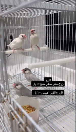 زوج جاوا محلي منتج