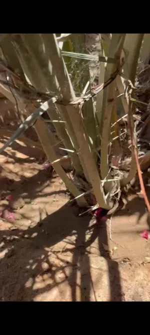 افراخ نخل برحي