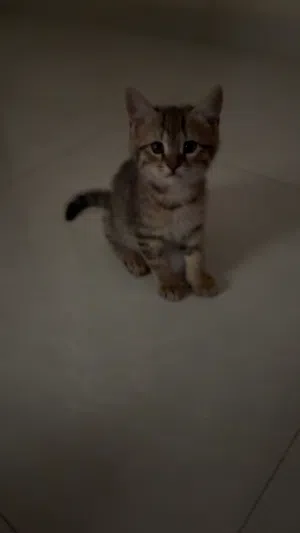 قطط عمرها شهرين للتبني مجانًا
