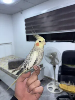 جوز ببغاء كوكتيل