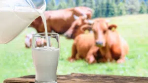 fresh milk